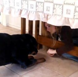 The Importance of Keeping Your Dog Mentally Stimulated